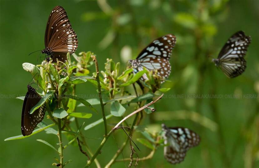 Kerala Kaumudi Photo Gallery