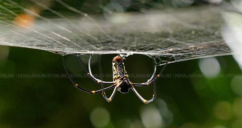 Kerala Kaumudi Photo Gallery