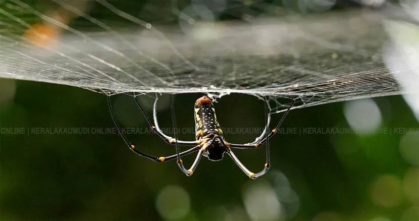 Kerala Kaumudi Photo Gallery