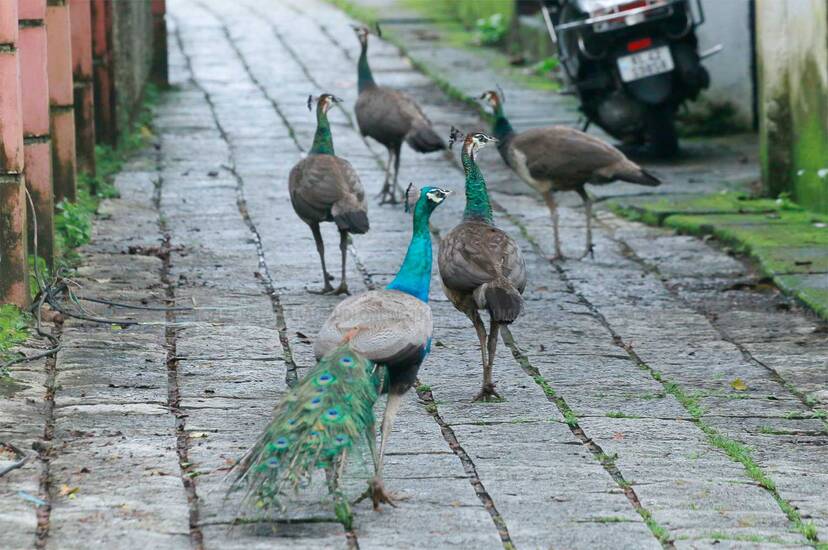 Kerala Kaumudi Photo Gallery