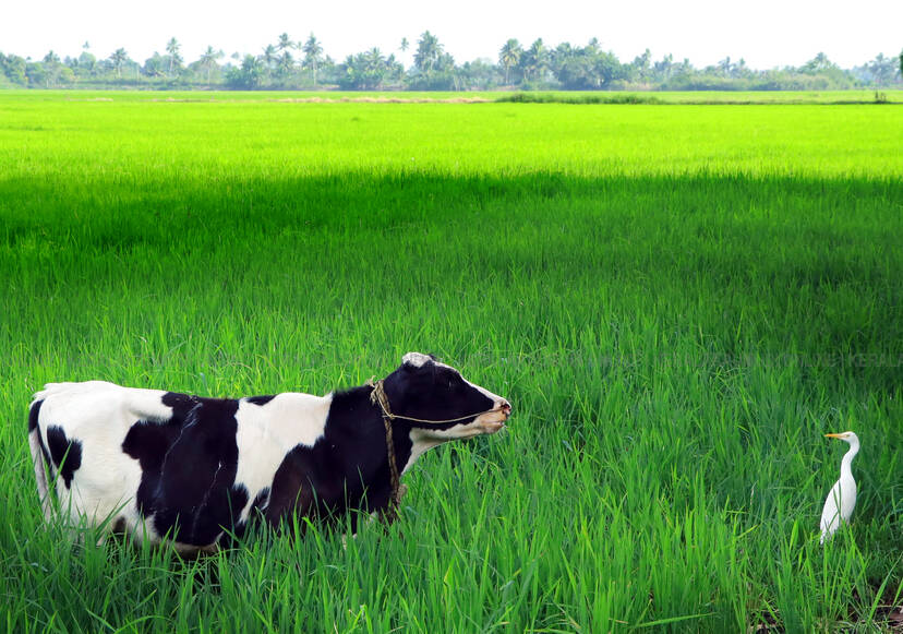 Kerala Kaumudi Photo Gallery