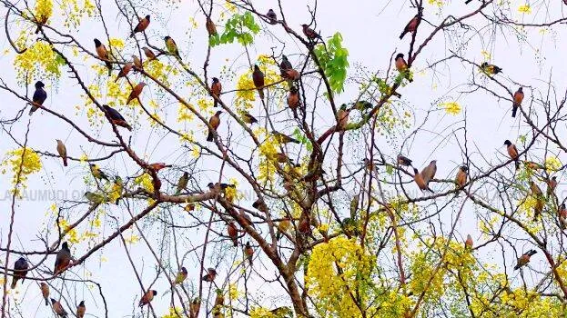 Kerala Kaumudi Photo Gallery
