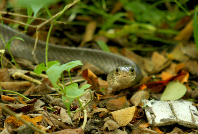 Kerala Kaumudi Photo Gallery