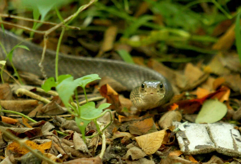 Kerala Kaumudi Photo Gallery