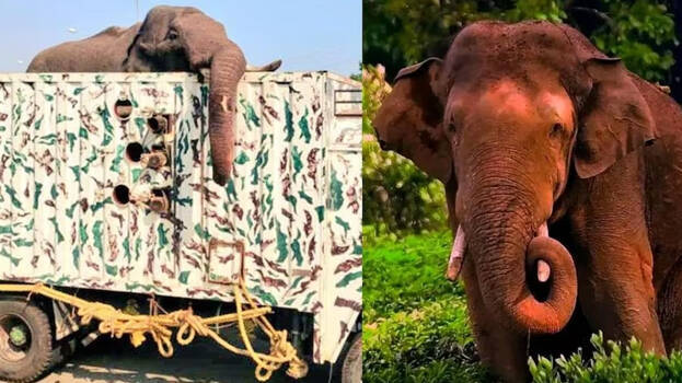 അരിക്കൊമ്പനെ തുറന്നുവിട്ടു;അരിക്കൊമ്പന്റെ ആരോഗ്യനിലയിൽ ആശങ്ക വേണ്ടെന്ന് വനംവകുപ്പ്