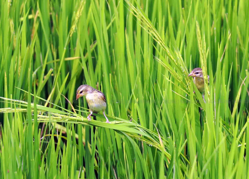 Kerala Kaumudi Photo Gallery