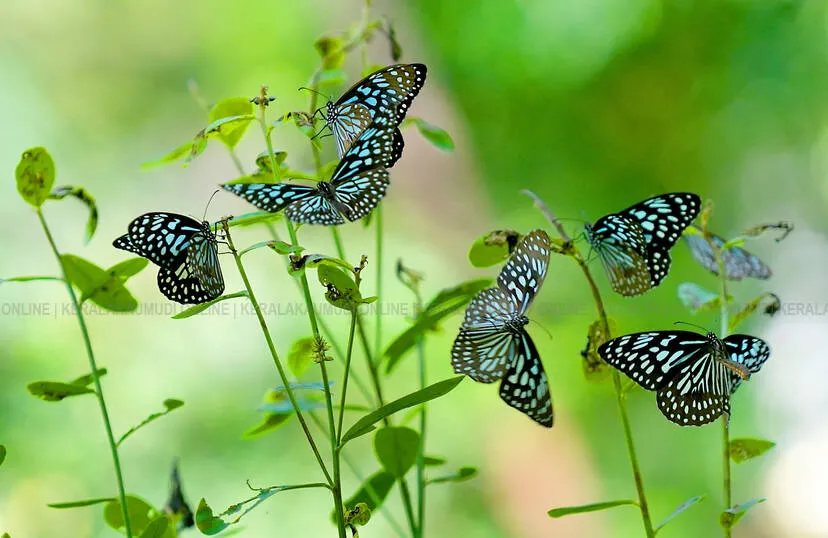 Kerala Kaumudi Photo Gallery