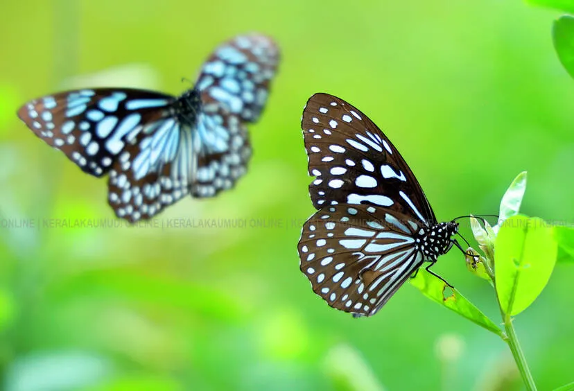 Kerala Kaumudi Photo Gallery