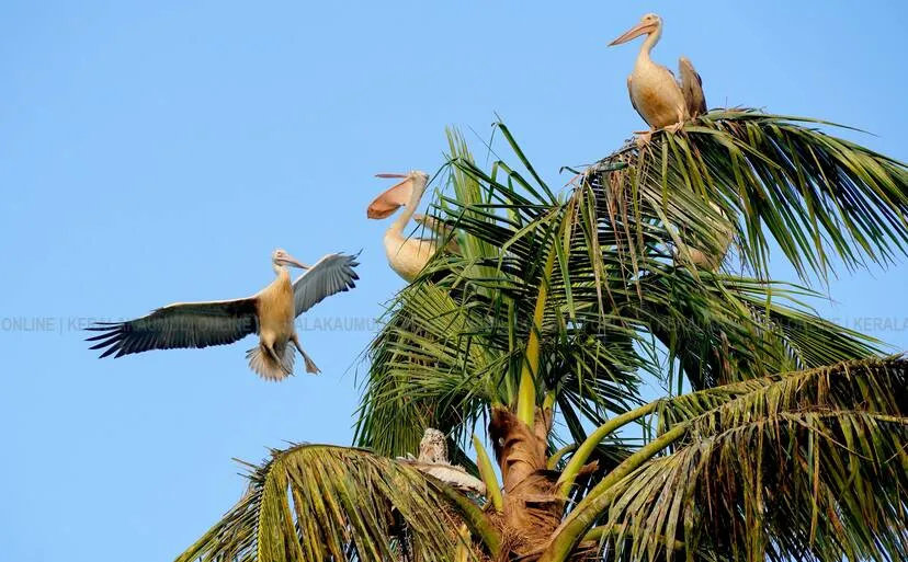 Kerala Kaumudi Photo Gallery