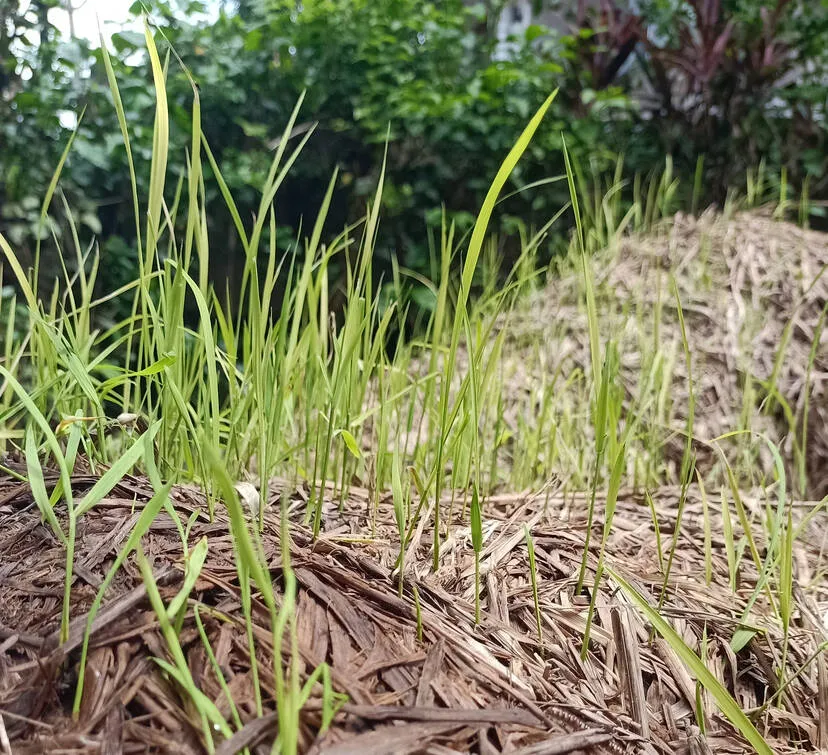Kerala Kaumudi Photo Gallery