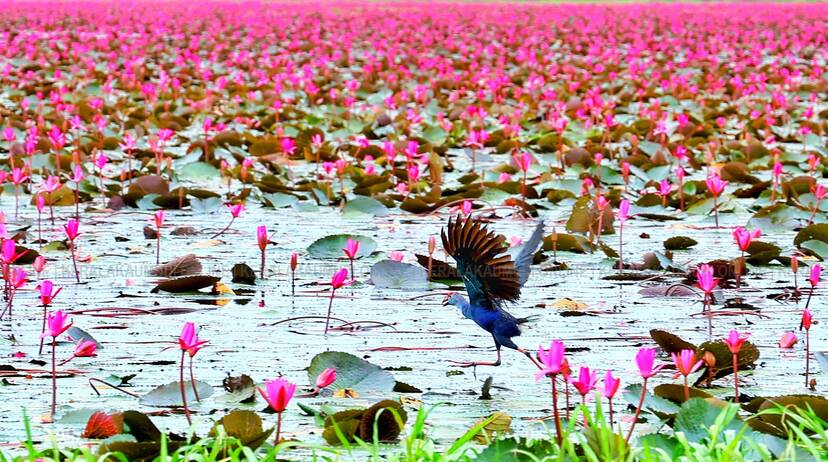 Kerala Kaumudi Photo Gallery