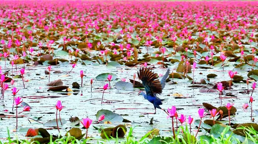 Kerala Kaumudi Photo Gallery