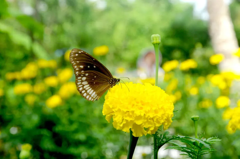 Kerala Kaumudi Photo Gallery