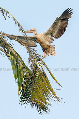 Kerala Kaumudi Photo Gallery