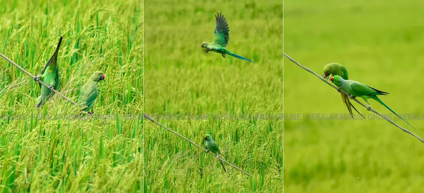 Kerala Kaumudi Photo Gallery