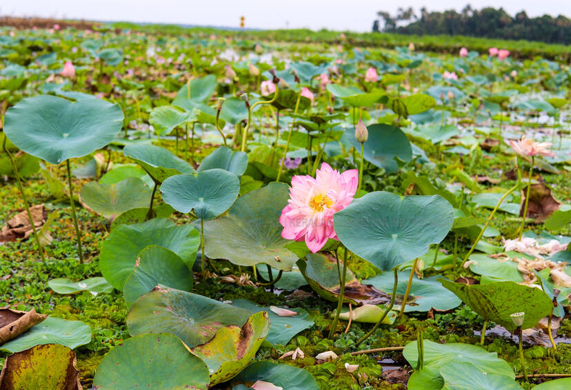 Kerala Kaumudi Photo Gallery