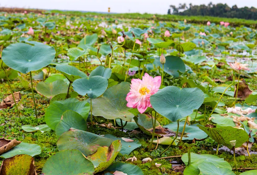 Kerala Kaumudi Photo Gallery