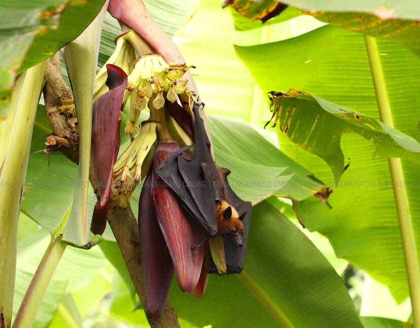 Kerala Kaumudi Photo Gallery