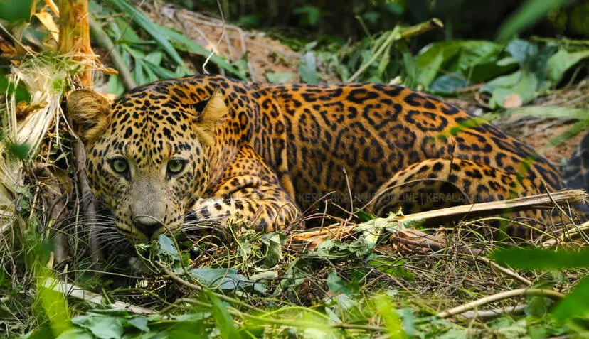 Kerala Kaumudi Photo Gallery