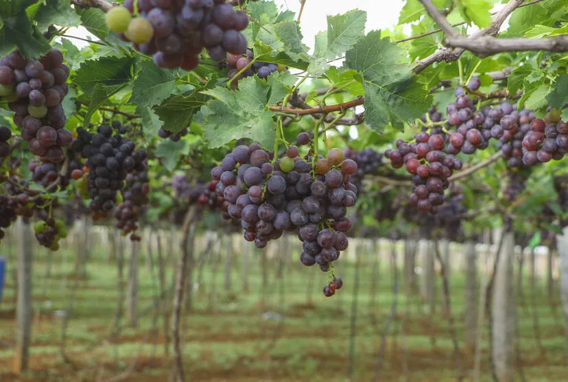 Kerala Kaumudi Photo Gallery