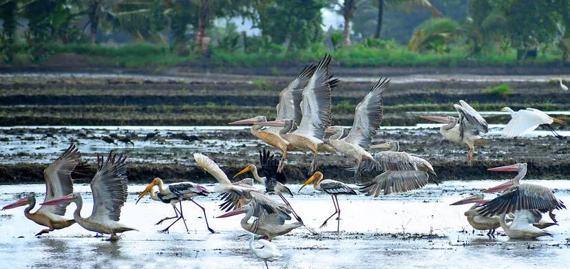 Kerala Kaumudi Photo Gallery