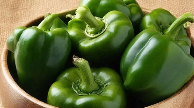 capsicum capsicum