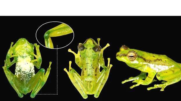 frog-1 frog-1