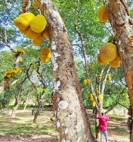 Kerala Kaumudi Photo Gallery
