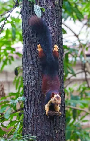 Kerala Kaumudi Photo Gallery
