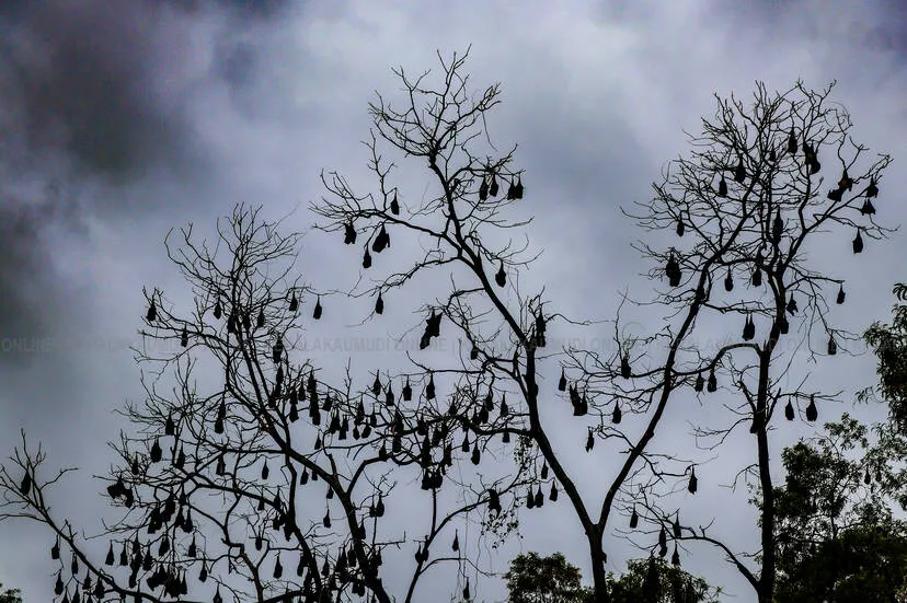 Kerala Kaumudi Photo Gallery