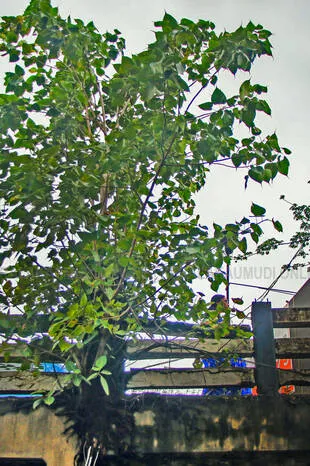Kerala Kaumudi Photo Gallery