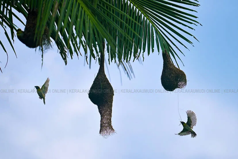 Kerala Kaumudi Photo Gallery