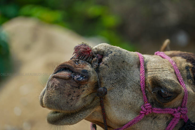 Kerala Kaumudi Photo Gallery