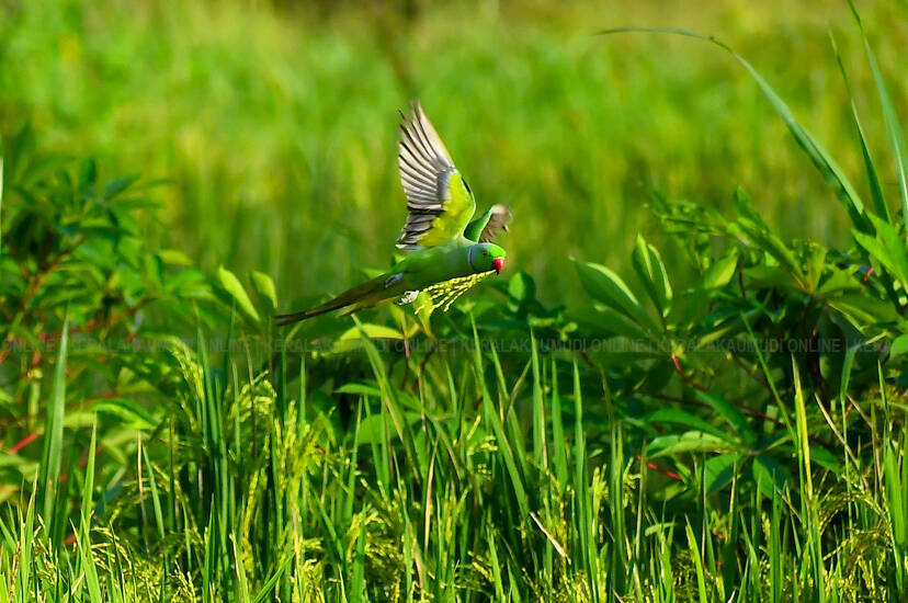 Kerala Kaumudi Photo Gallery