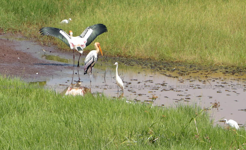 Kerala Kaumudi Photo Gallery