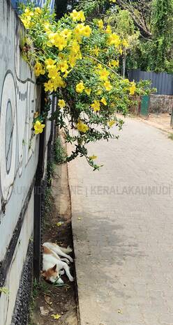 Kerala Kaumudi Photo Gallery