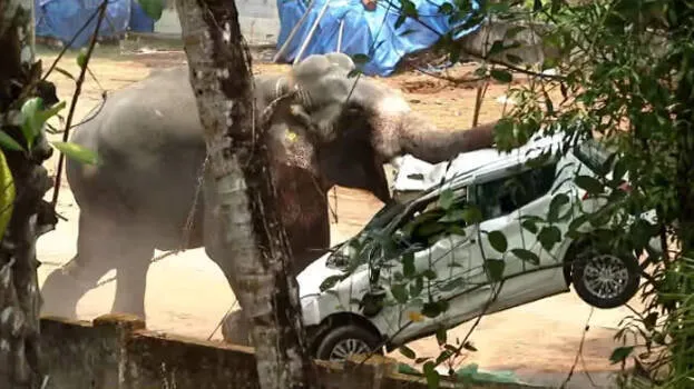 elephant elephant