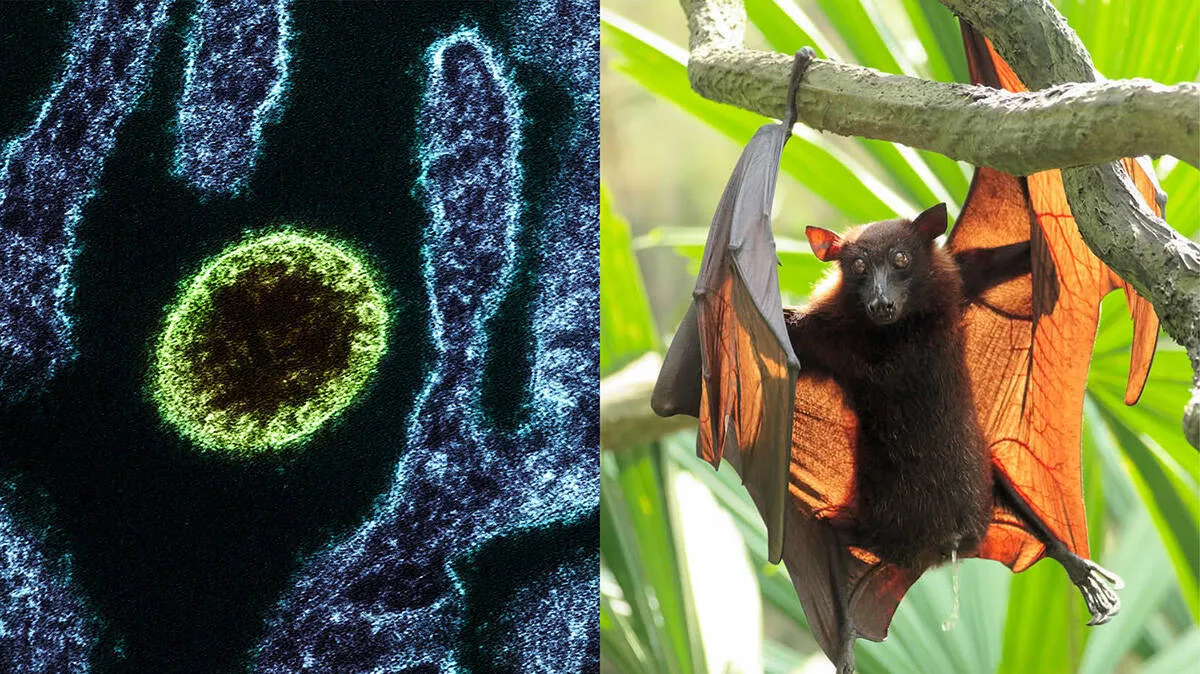 nipah-virus nipah-virus