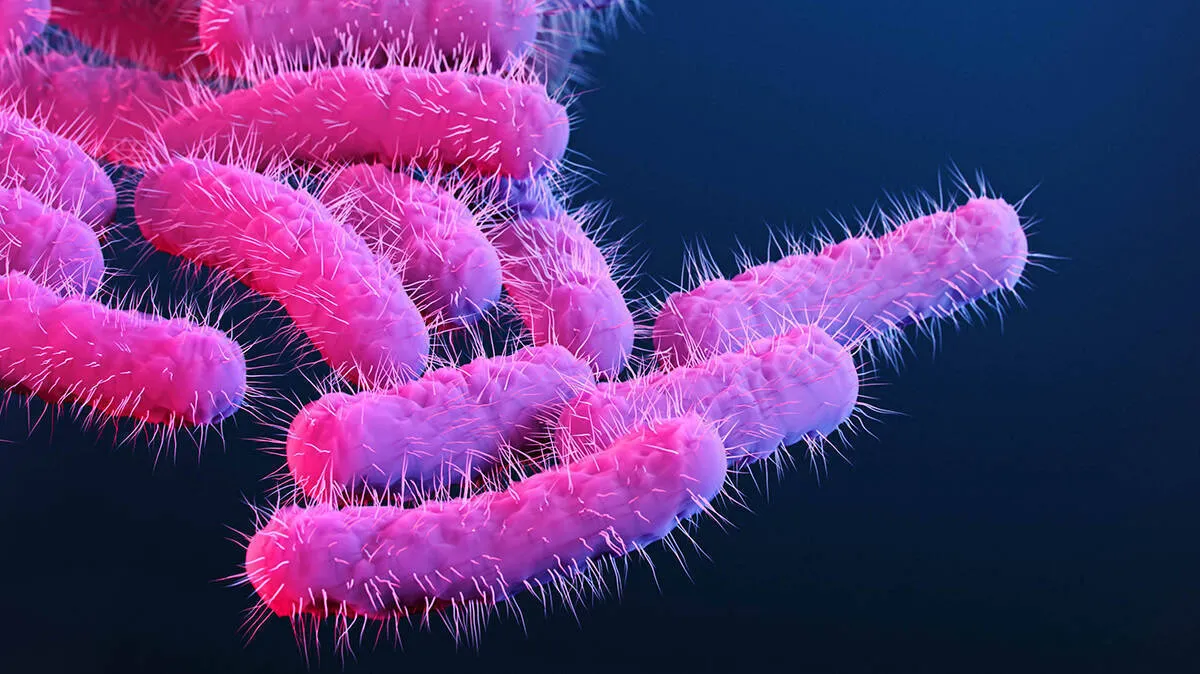 shigella shigella