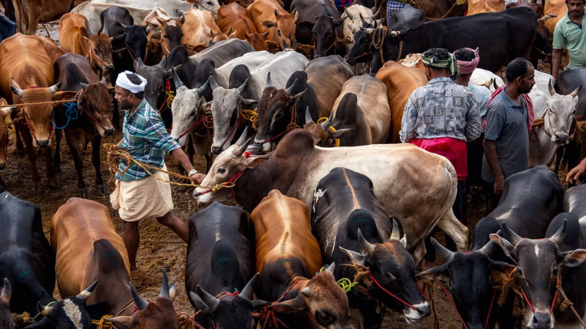 beef-price- beef-price-