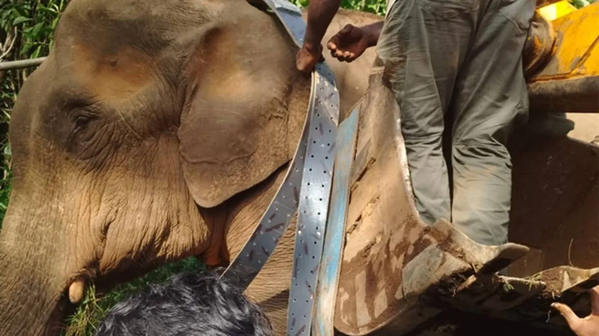 elephant elephant