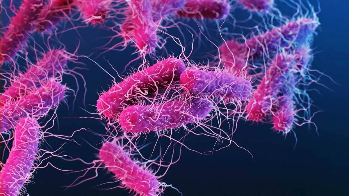 shigella shigella
