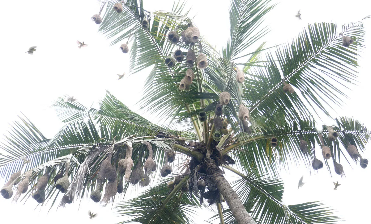 Kerala Kaumudi Photo Gallery