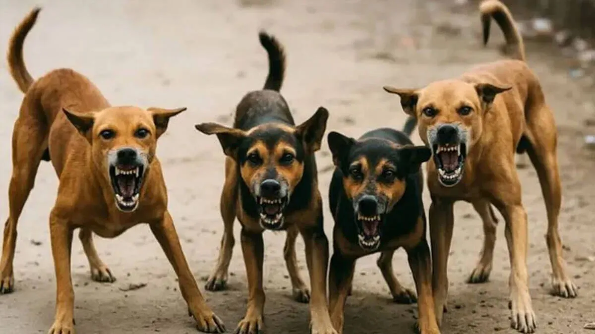 street-dog street-dog