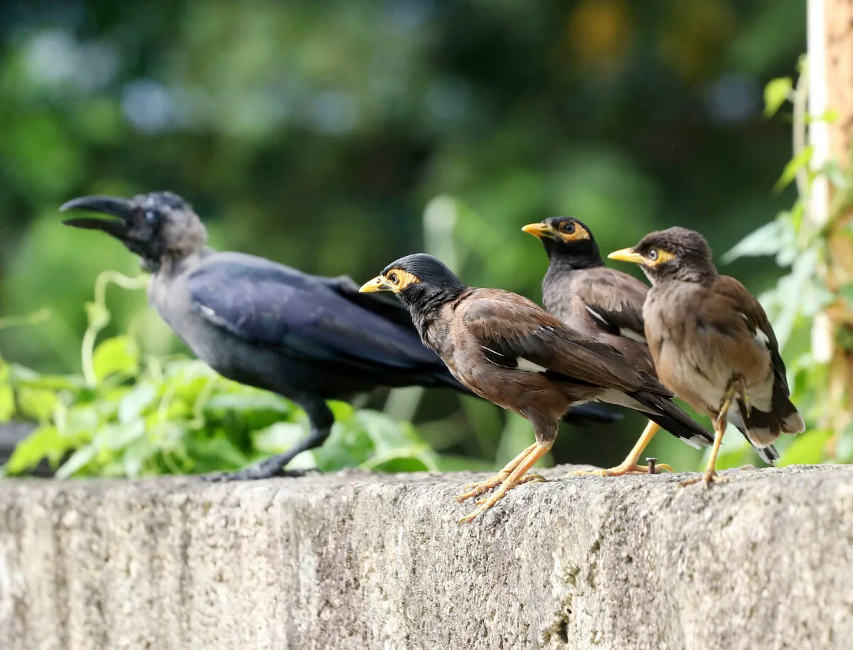 Kerala Kaumudi Photo Gallery