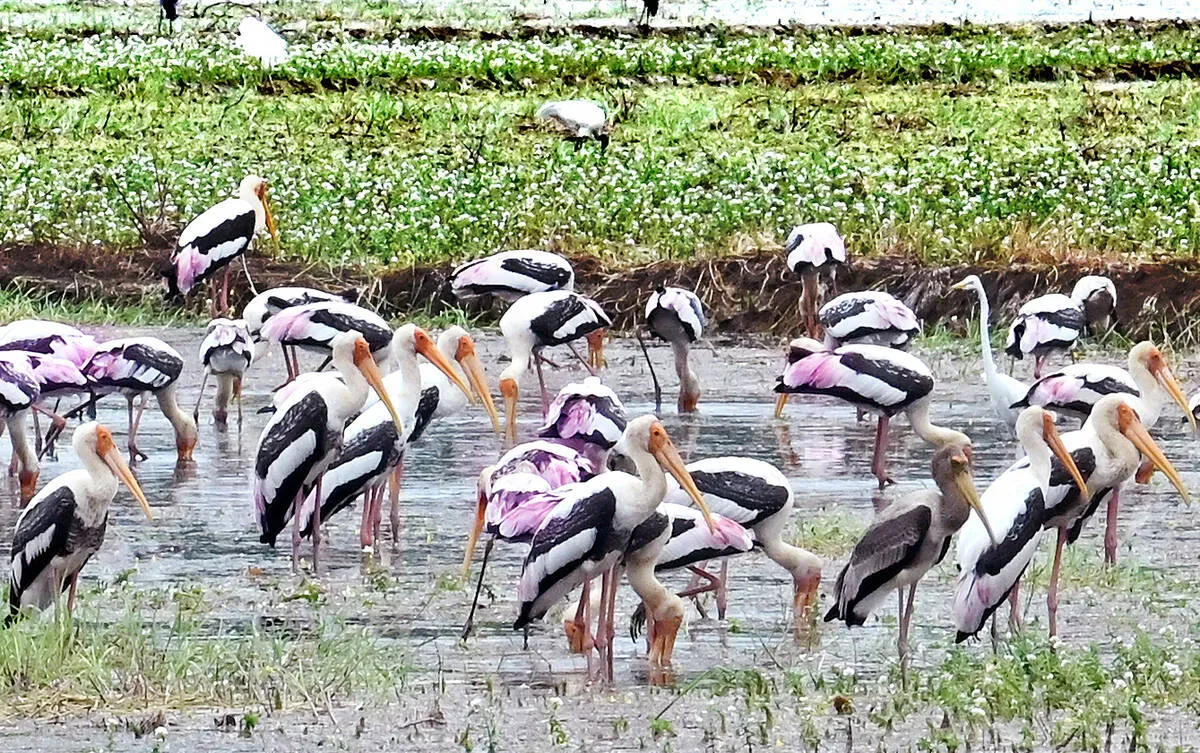 Kerala Kaumudi Photo Gallery
