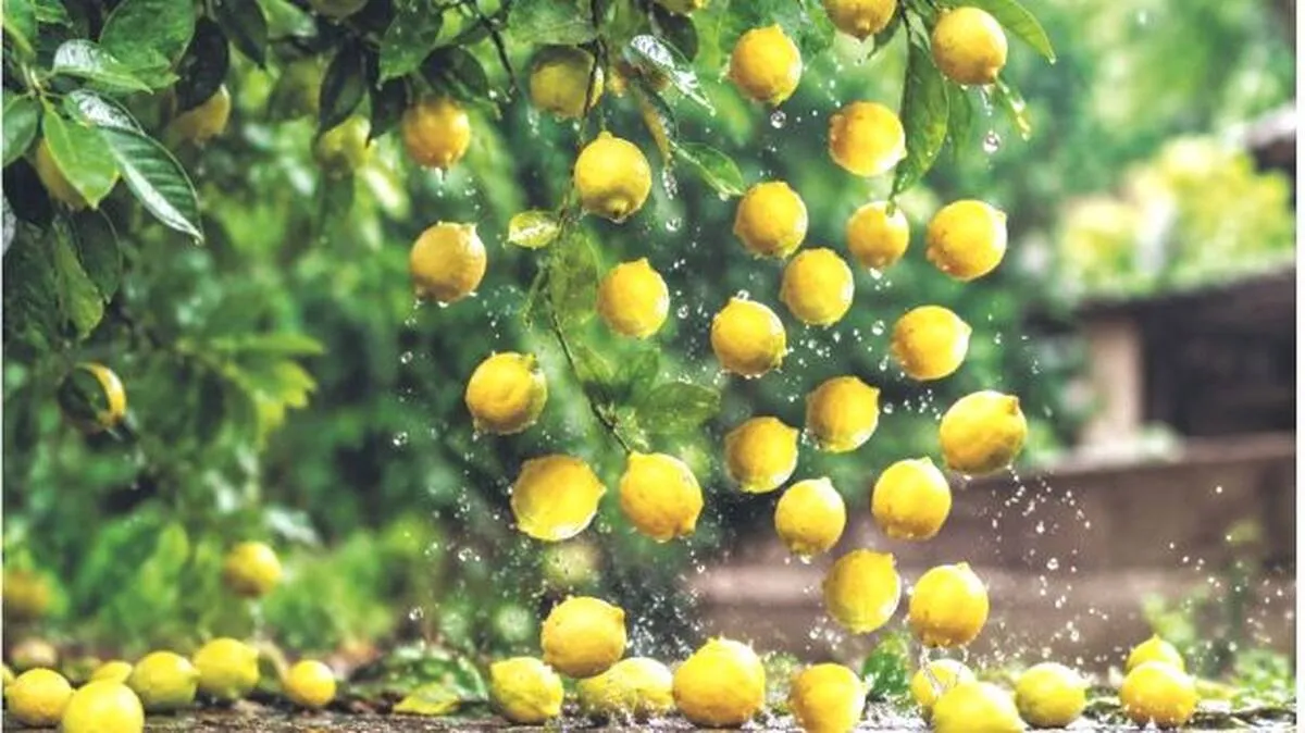 lemon lemon