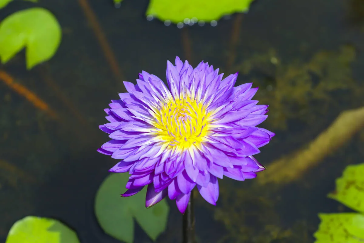 Kerala Kaumudi Photo Gallery