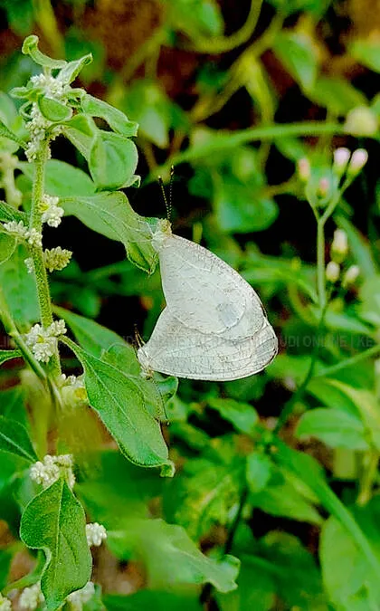 Kerala Kaumudi Photo Gallery