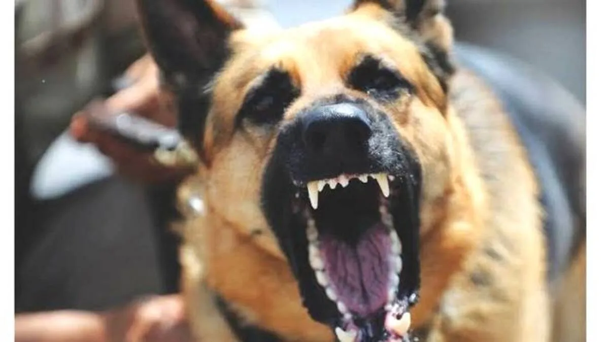 dog dog